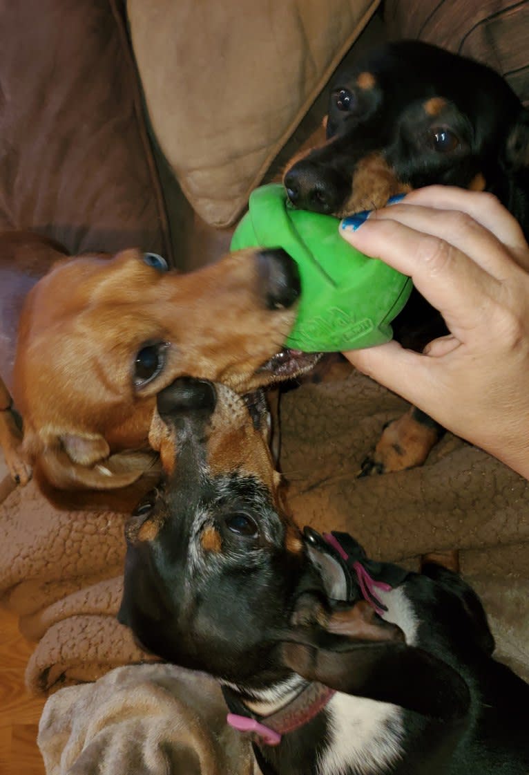 Casey, a Dachshund tested with EmbarkVet.com