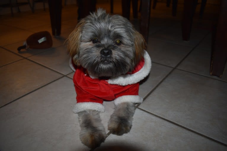 Leonardo da Vinci, a Shih Tzu and Yorkshire Terrier mix tested with EmbarkVet.com