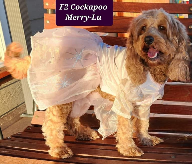 MERRY, a Cockapoo tested with EmbarkVet.com