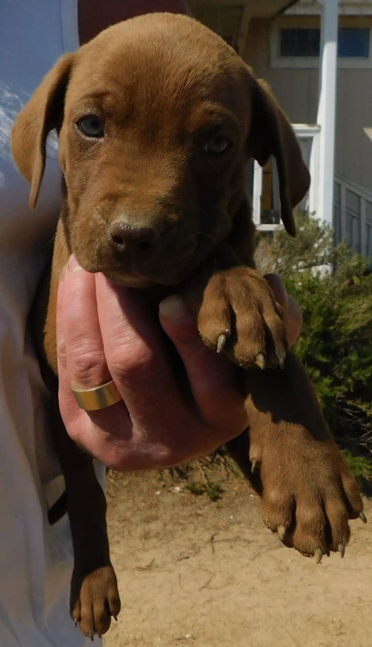 Kingston, a Weimaraner and Labrador Retriever mix tested with EmbarkVet.com