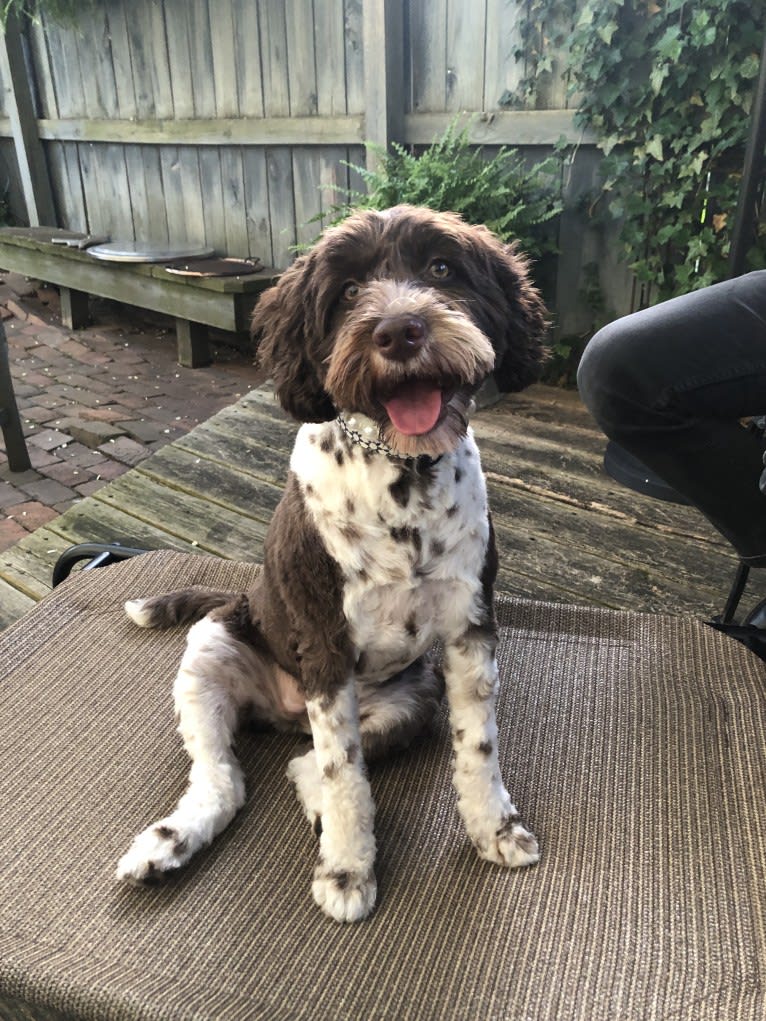 June, a Portuguese Water Dog tested with EmbarkVet.com