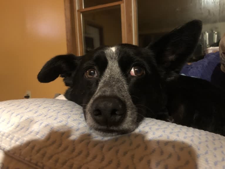 Mist, an Australian Cattle Dog and Australian Shepherd mix tested with EmbarkVet.com