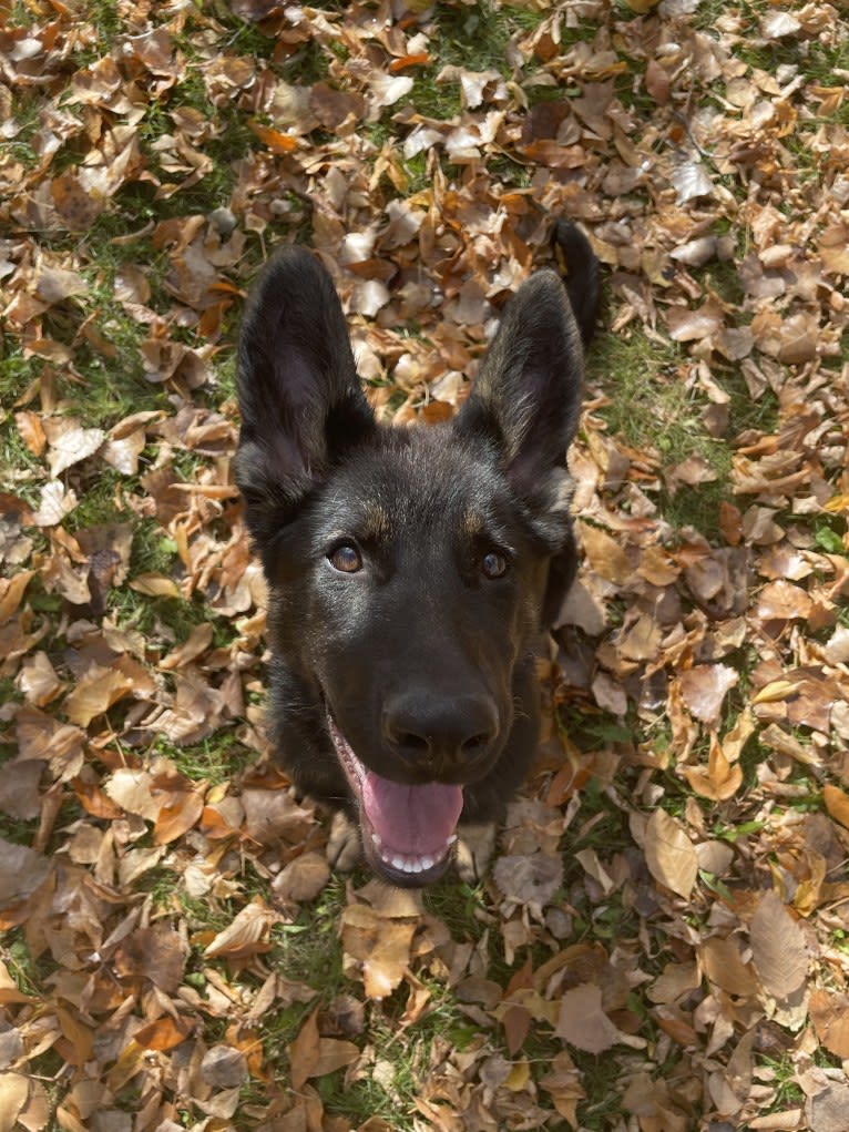 Dino, a German Shepherd Dog tested with EmbarkVet.com