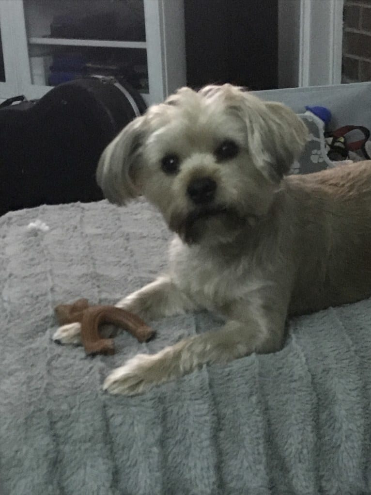 Lucky, a Yorkshire Terrier and Shih Tzu mix tested with EmbarkVet.com