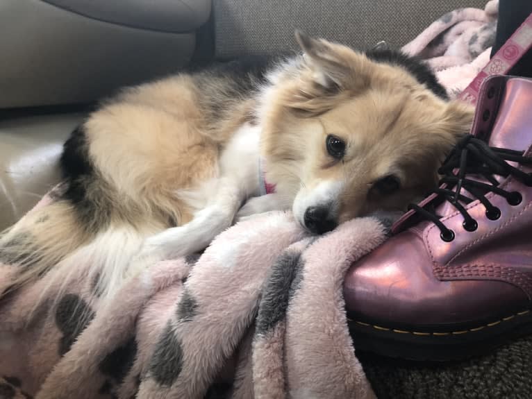 Eevee, an American Eskimo Dog and Miniature/MAS-type Australian Shepherd mix tested with EmbarkVet.com