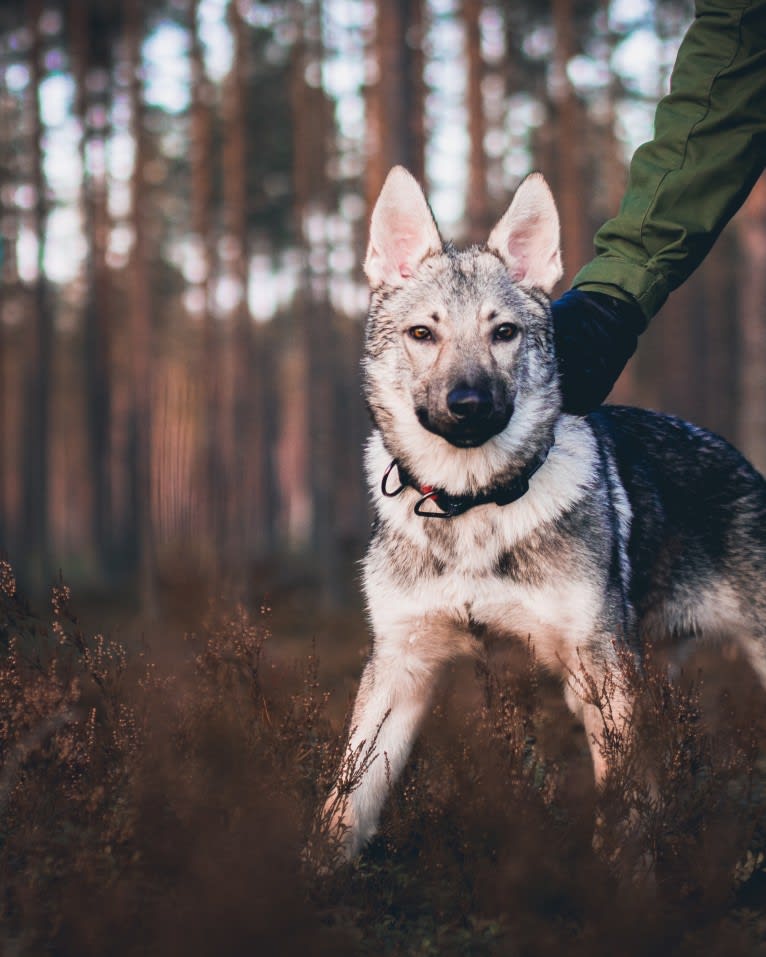 Olav, a Czechoslovakian Vlcak and German Shepherd Dog mix tested with EmbarkVet.com