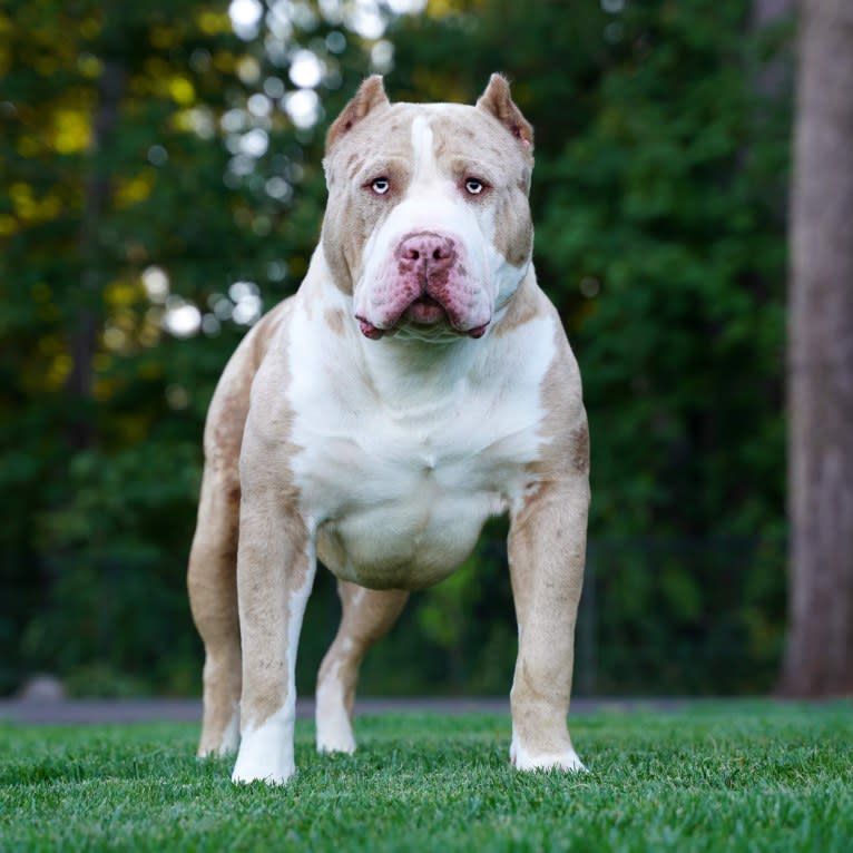 Reaper, an American Bully tested with EmbarkVet.com