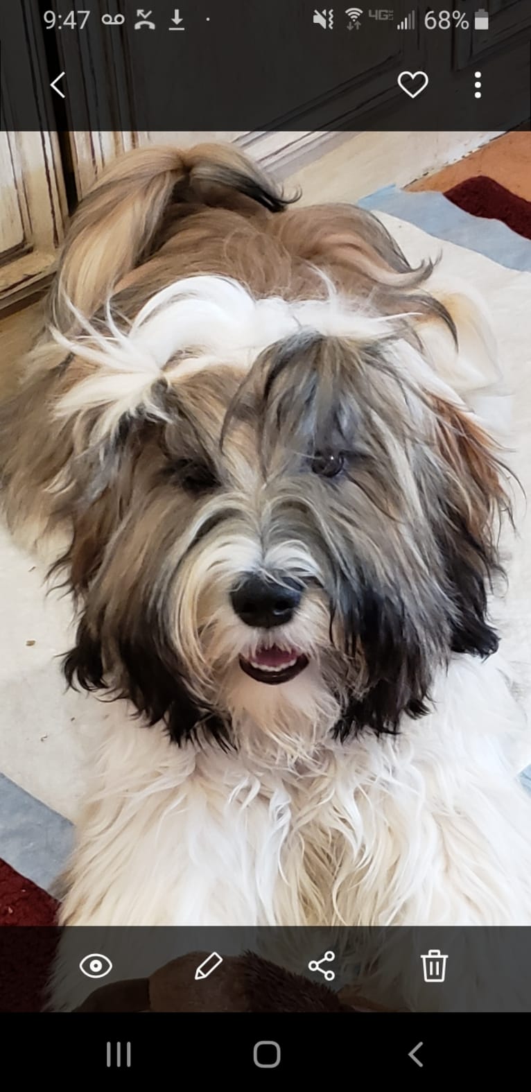 Kai, a Tibetan Terrier tested with EmbarkVet.com