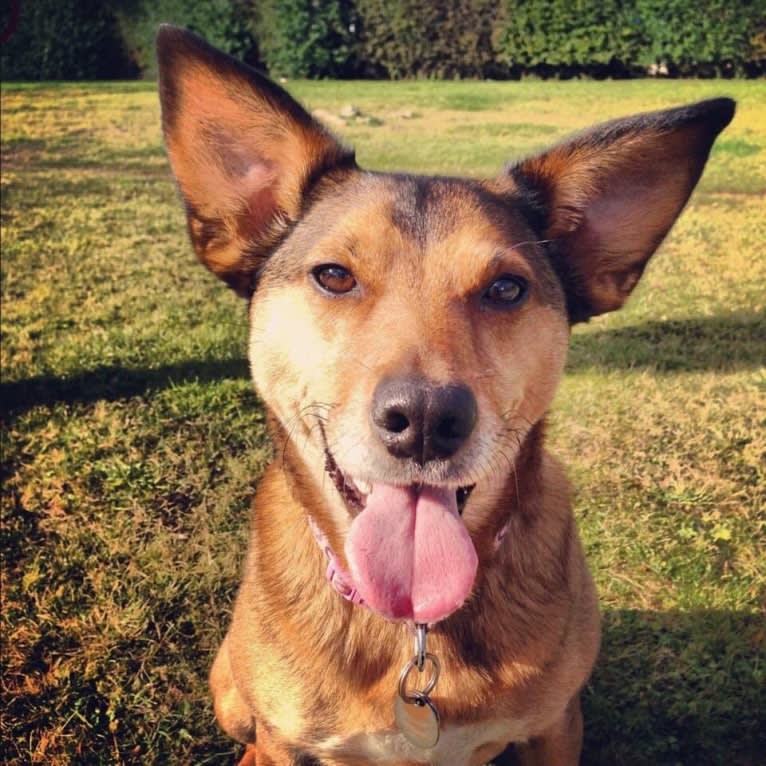 Koda, a Russell-type Terrier and German Shepherd Dog mix tested with EmbarkVet.com