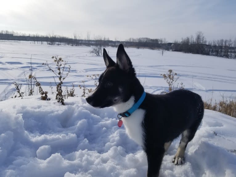 Nova, a Siberian Husky and German Shepherd Dog mix tested with EmbarkVet.com