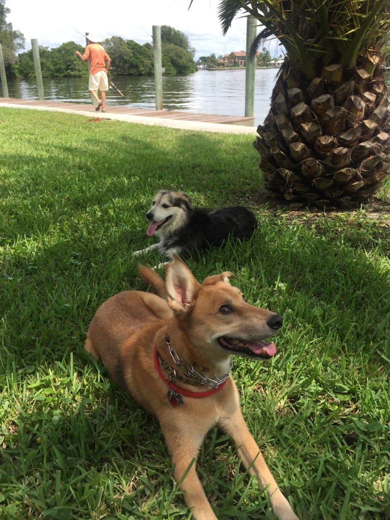 Bradley, a Chow Chow and German Shepherd Dog mix tested with EmbarkVet.com