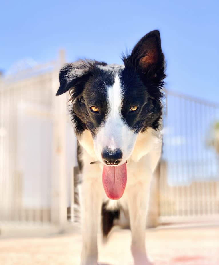 Skippity Doo Dah, a Border Collie tested with EmbarkVet.com