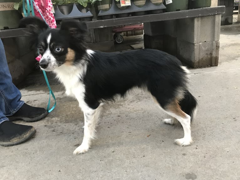 Calypso, a Miniature/MAS-type Australian Shepherd and Papillon mix tested with EmbarkVet.com