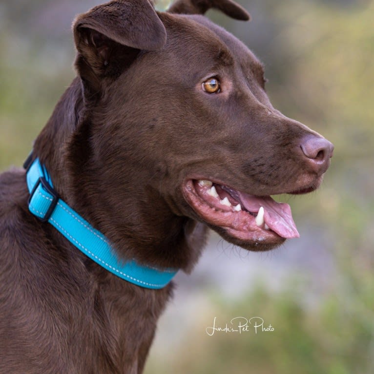 Rex, an American Pit Bull Terrier and German Shepherd Dog mix tested with EmbarkVet.com