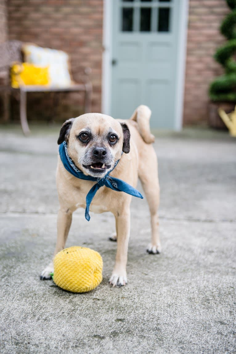 Zeus, a Pug and Rat Terrier mix tested with EmbarkVet.com