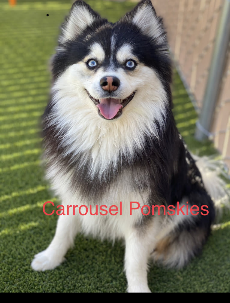 RZR, a Pomsky tested with EmbarkVet.com