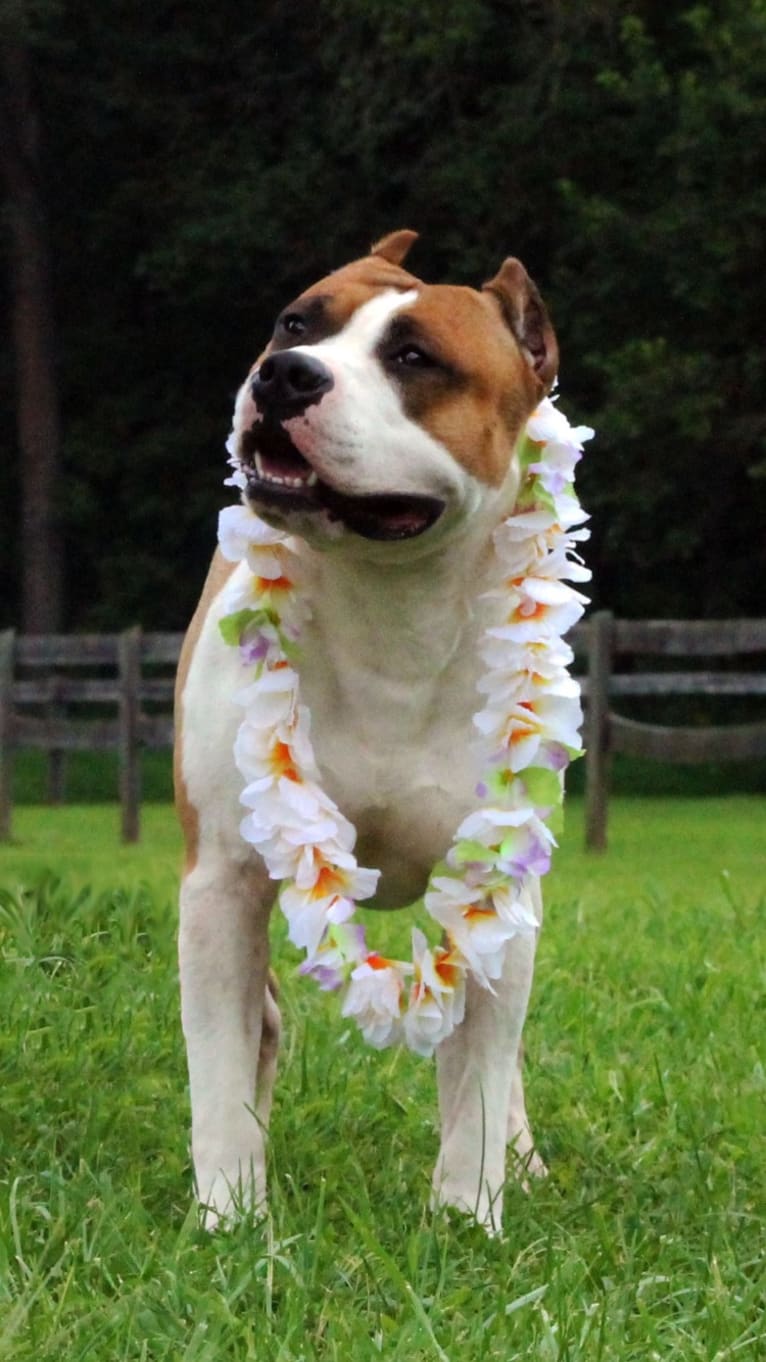 Maui, an American Staffordshire Terrier tested with EmbarkVet.com