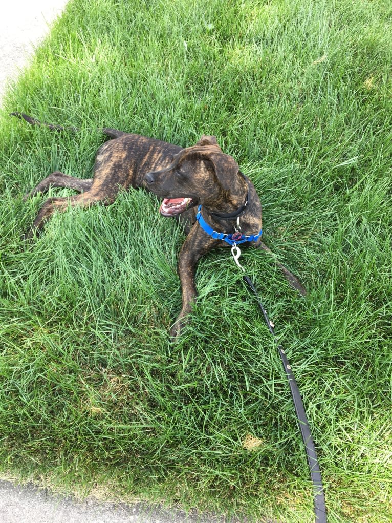 Parker, a Boxer and Chow Chow mix tested with EmbarkVet.com