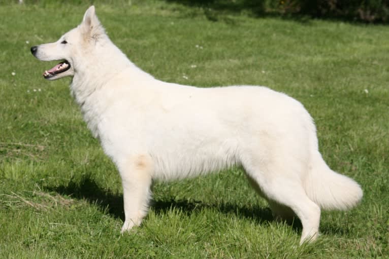 AARON, a White Shepherd tested with EmbarkVet.com