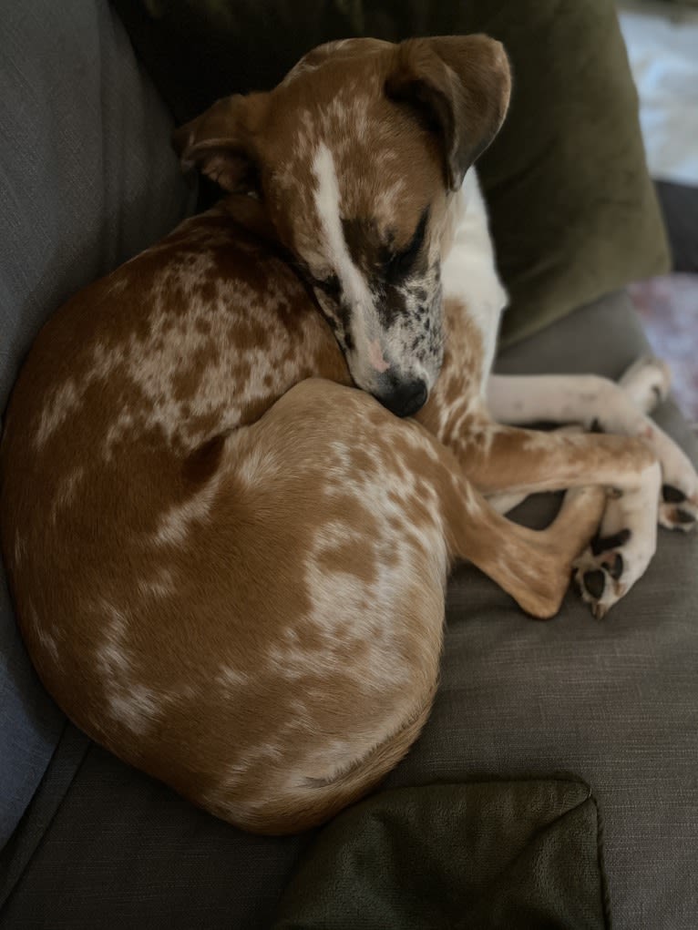 Olive, a Great Dane and Great Pyrenees mix tested with EmbarkVet.com