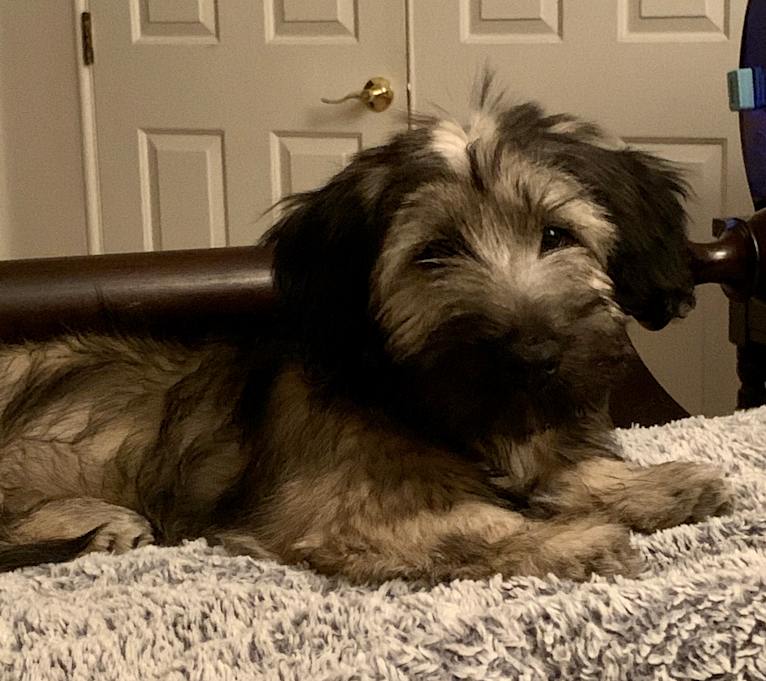 Teijo, a Skye Terrier tested with EmbarkVet.com