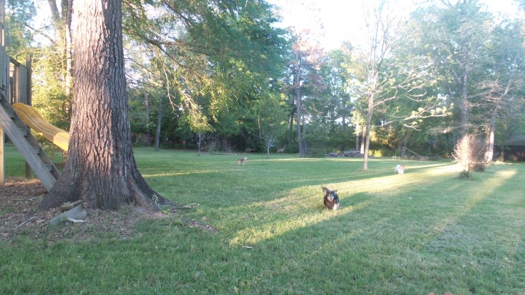 Lassie, a Pomeranian and Rat Terrier mix tested with EmbarkVet.com