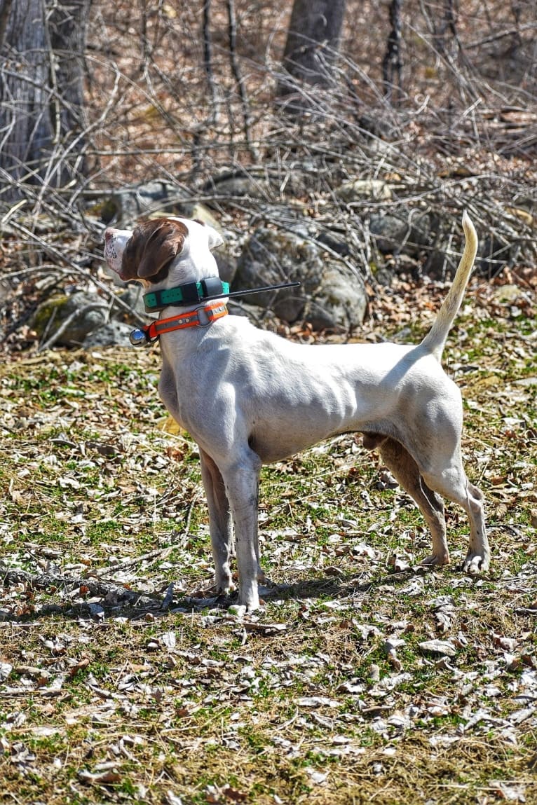 Barley, a Pointer tested with EmbarkVet.com