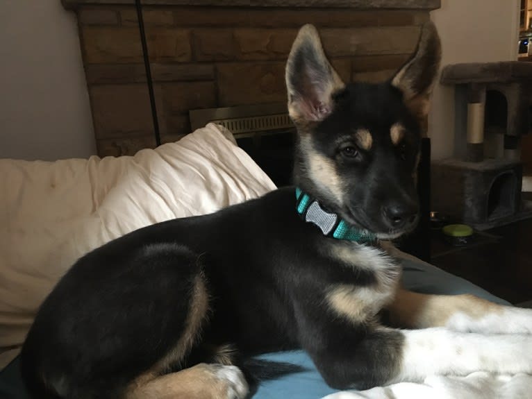 Hela, a Siberian Husky and German Shepherd Dog mix tested with EmbarkVet.com