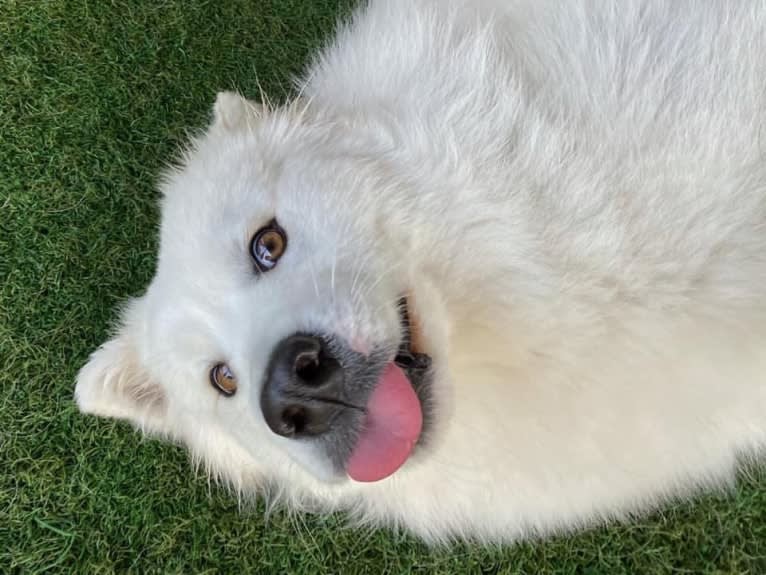 Devlin Charles, a Samoyed tested with EmbarkVet.com