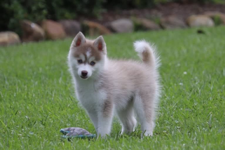 Mambo-F3, a Pomsky tested with EmbarkVet.com