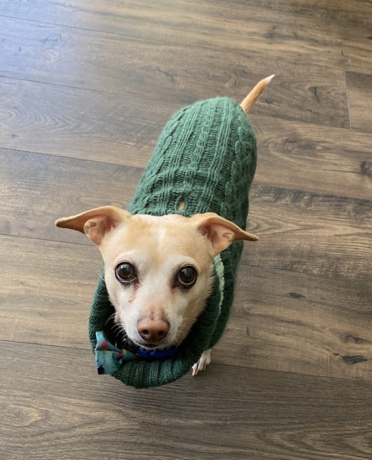 Mr. Jiggles, a Chihuahua and Russell-type Terrier mix tested with EmbarkVet.com