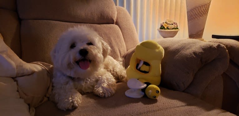 Benji, a Poodle (Small) and Bichon Frise mix tested with EmbarkVet.com