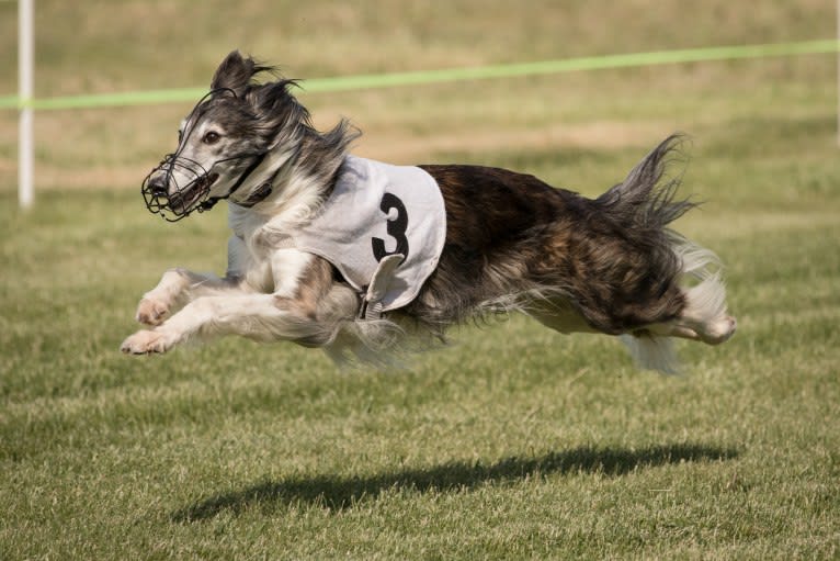 Kira, a Silken Windhound tested with EmbarkVet.com