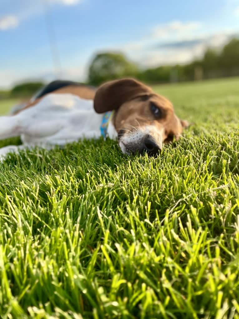 Roxy, a Treeing Walker Coonhound tested with EmbarkVet.com