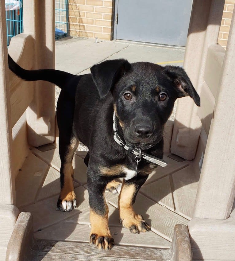 Goose, a German Shepherd Dog and Boxer mix tested with EmbarkVet.com