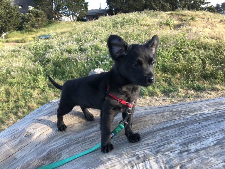 Jasper, a Poodle (Small) and Chihuahua mix tested with EmbarkVet.com