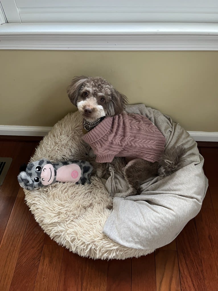 Luna, a Poodle (Small) tested with EmbarkVet.com