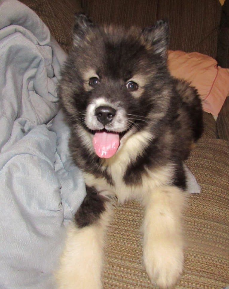 Randal, a Greenland Dog tested with EmbarkVet.com