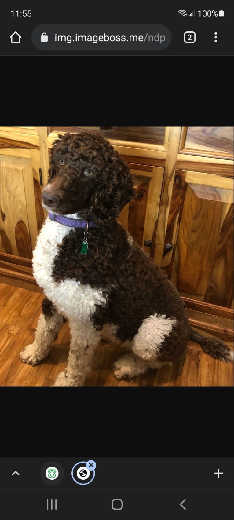 Dewy, a Poodle (Standard) tested with EmbarkVet.com