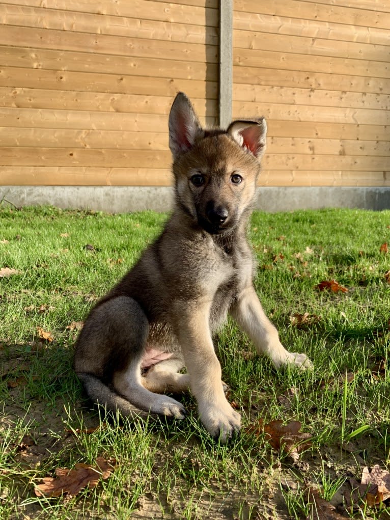 Phoebe Kalisha Junior a dog tested with EmbarkVet.com