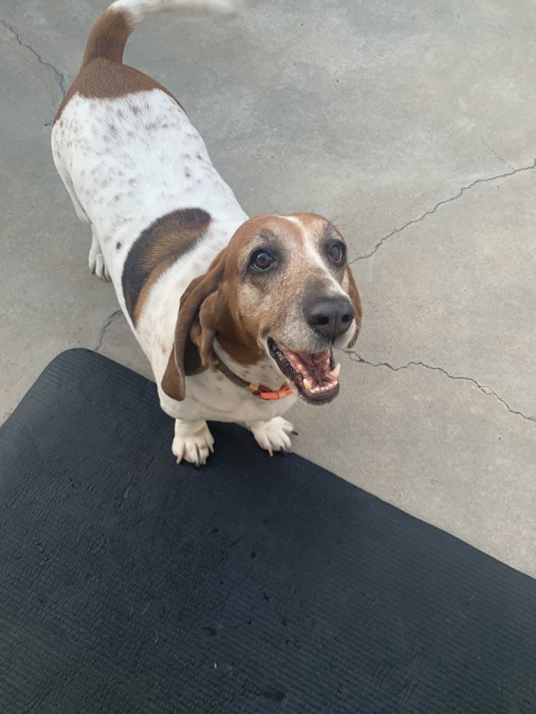 Leia, a Basset Hound tested with EmbarkVet.com