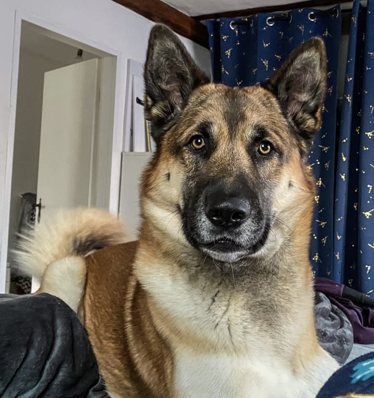 Anouk, a Yakutian Laika and Akita Inu mix tested with EmbarkVet.com