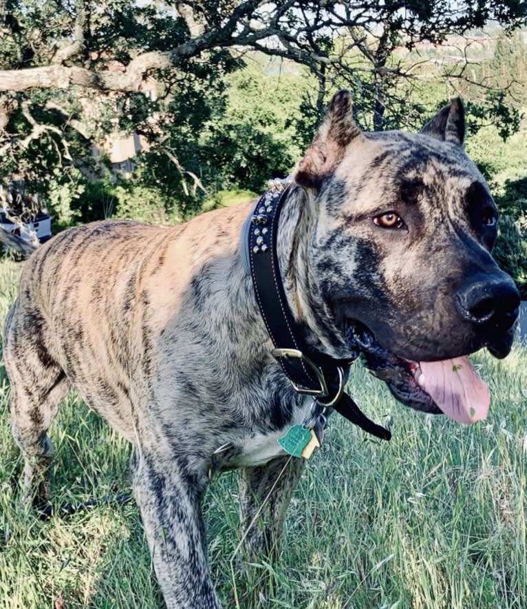 Koa, a Perro de Presa Canario tested with EmbarkVet.com