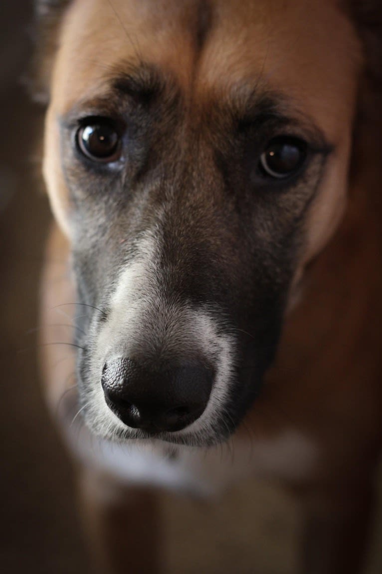 Harley, an American Pit Bull Terrier and Chow Chow mix tested with EmbarkVet.com