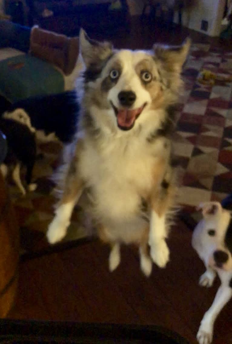 MaizyRose, an Australian Shepherd tested with EmbarkVet.com