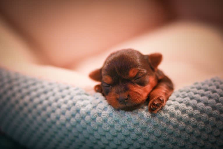 Rosie, a Yorkshire Terrier tested with EmbarkVet.com