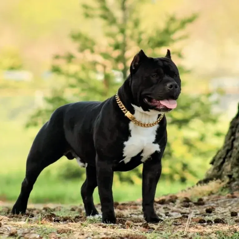 Ch. BSK Kronos, an American Bully tested with EmbarkVet.com