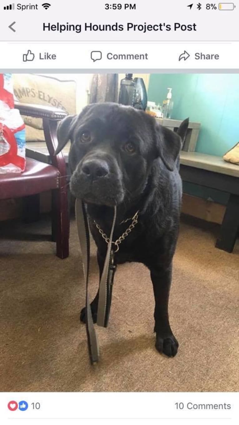 Benjen, a Bulldog and Neapolitan Mastiff mix tested with EmbarkVet.com