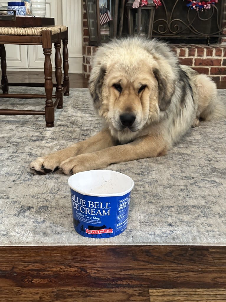 Moose, a Tibetan Mastiff tested with EmbarkVet.com