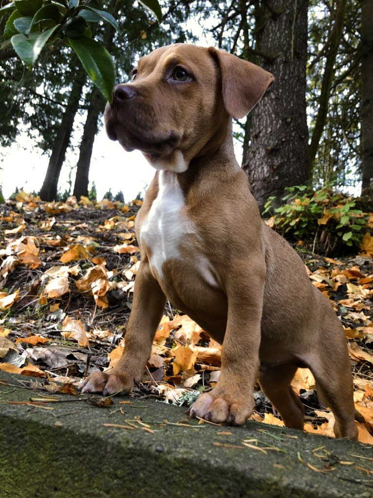 Jasper, an American Bully tested with EmbarkVet.com